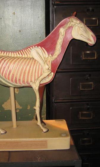 Antique anatomical horse model c.1920s