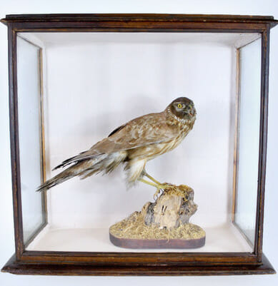 Victorian cased Goshawk in excellent condition