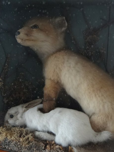 English Victorian cased taxidermy diorama c.1900